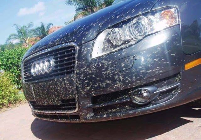 Cómo quitar insectos de un coche